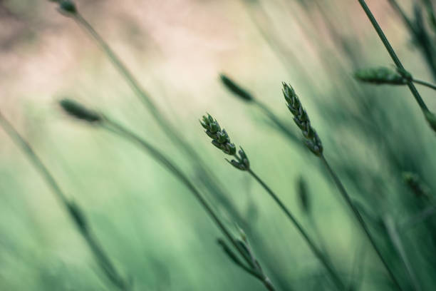 istock Durum Wheat 969612826