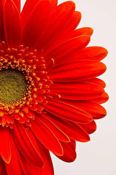 Red Gerbera Daisy stock photo