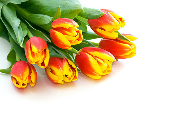 Bunch of tulips stock photo