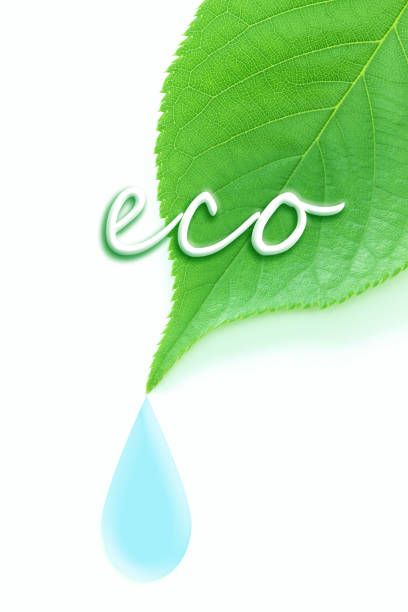 istock ecology image of  green leave and drop　(cherry blossom leaves) 969624414