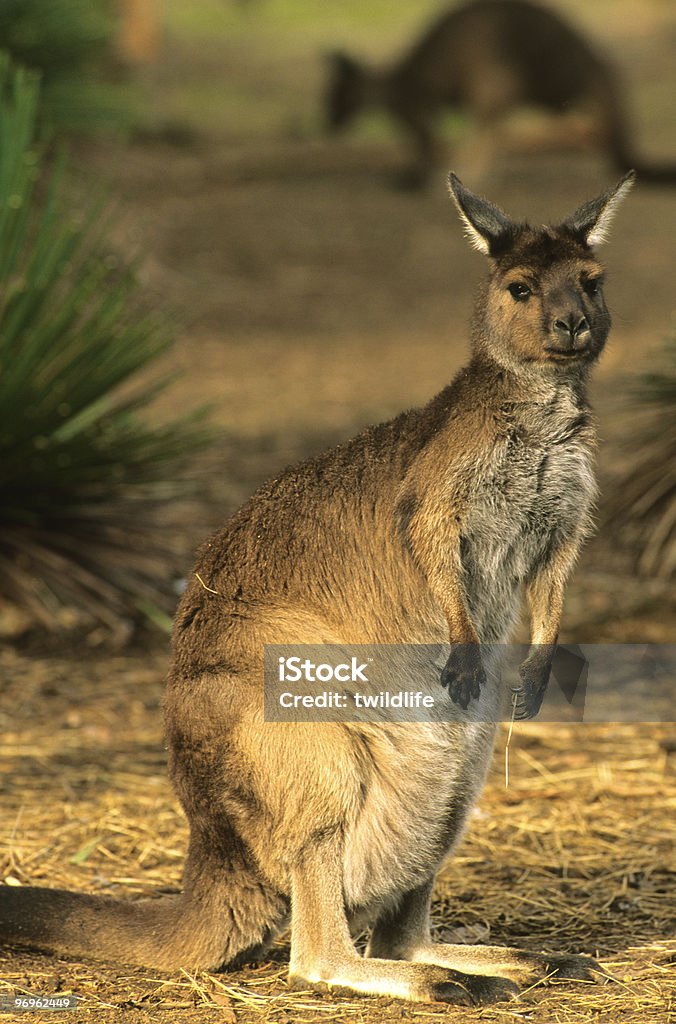 Powiadomienie Kangaroo - Zbiór zdjęć royalty-free (Australia)