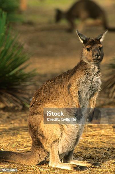 Powiadomienie Kangaroo - zdjęcia stockowe i więcej obrazów Australia - Australia, Bez ludzi, Dzikie zwierzęta