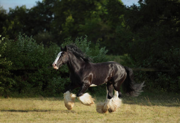 istock Black shire heavy draft horse runs gallop on the pasture 969624892