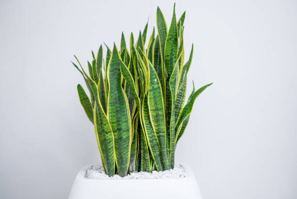 istock A pot of green plants 969624912