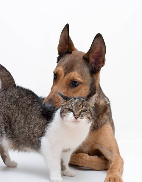 istock Dog and Cat in Love 96962740