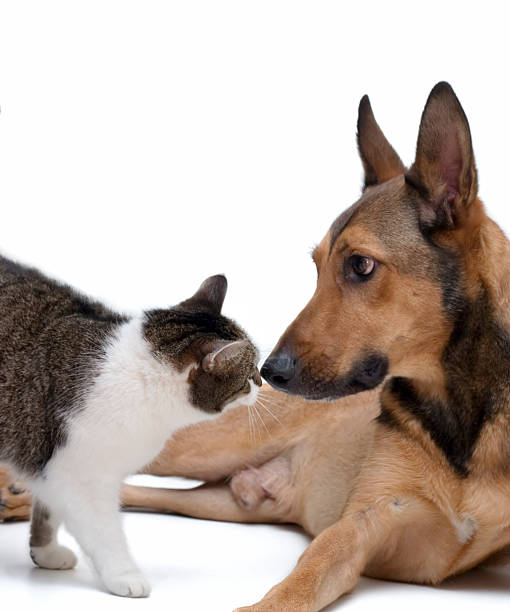 istock Love from Cat to Dog 96962744