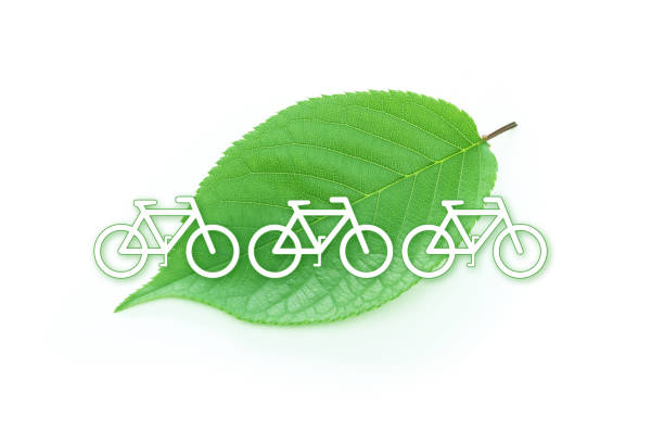 istock ecology image of  green leaves　(cherry blossom leaves) 969628134