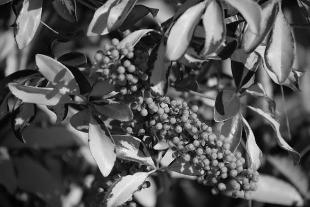 istock A Plant with Bunch of Seeds 969628842