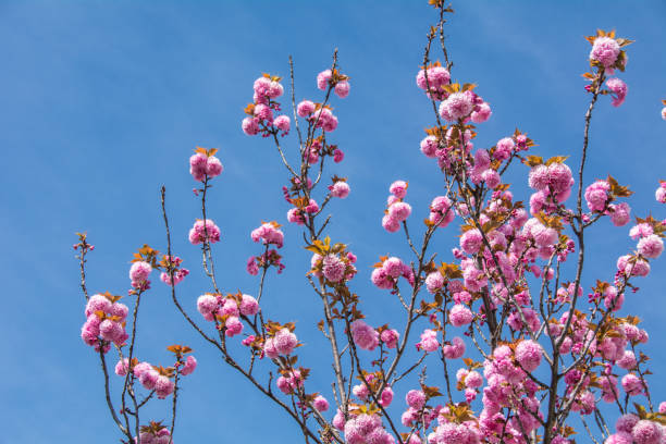 Peach full bloom and blue sky stock photo