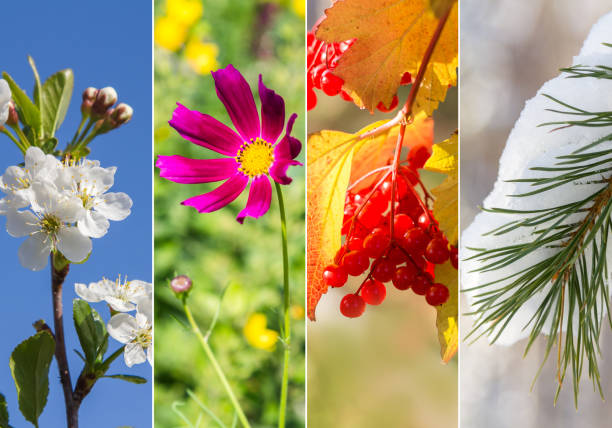 istock Collage of four seasons 969629318