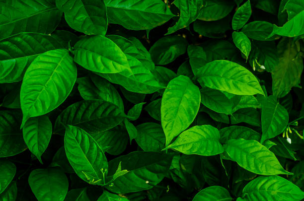 istock Creative tropical green leaves,for background,vintage tone. 969629628