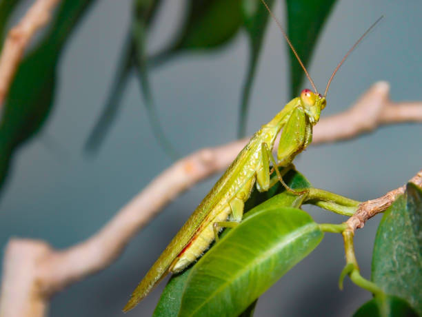 istock Praying Mantis, a small insect of green color. 969630570