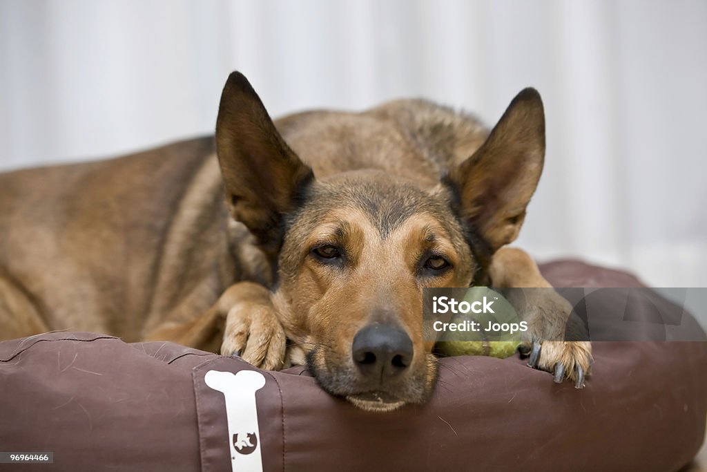 Belgischer Malinois Schlafen auf tennis ball - Lizenzfrei Angesicht zu Angesicht Stock-Foto