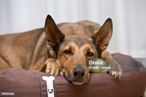 Belgischer Malinois Schlafen Auf Tennis Ball Stockfoto und mehr Bilder von Angesicht zu Angesicht - Angesicht zu Angesicht, Belgischer Malinois, Blick in die Kamera