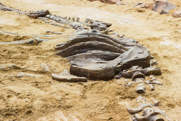 scavo di simulatori fossili di dinosauro nella sabbia - fossil foto e immagini stock