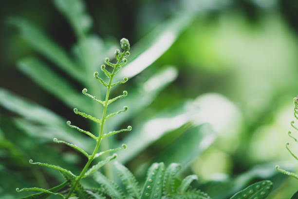 istock Closeup nature view of dark green leaf 969649080