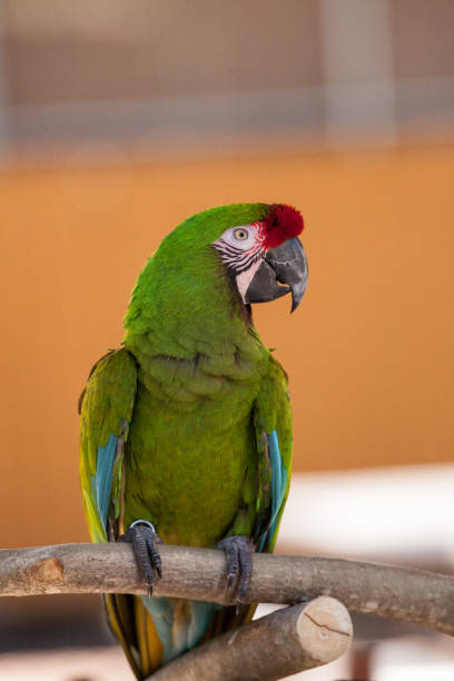 istock Military macaw bird Ara militaris 969649236