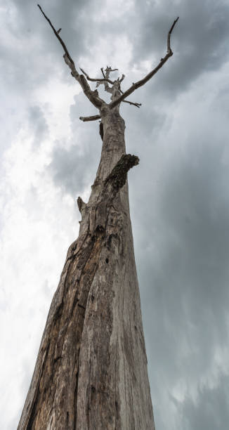 istock Lonely dry tree against the blue sky 969649622