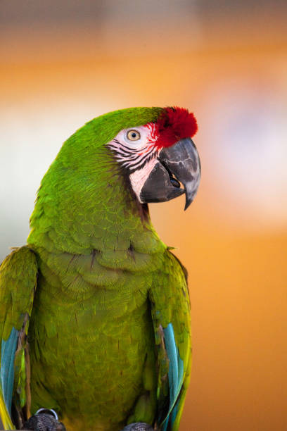 istock Military macaw bird Ara militaris 969649738