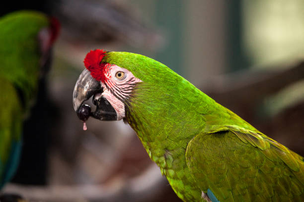 Military macaw bird Ara militaris perches in captivity in Florida