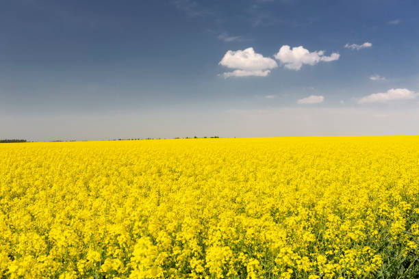 istock Blooming rapeseed field in Saxon Switzerland 969650596