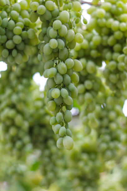 istock clusters of green grapes on a branch 969650978