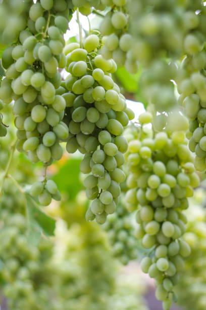 istock clusters of green grapes on a branch 969650982