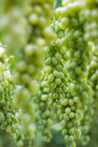 istock clusters of green grapes on a branch 969651042