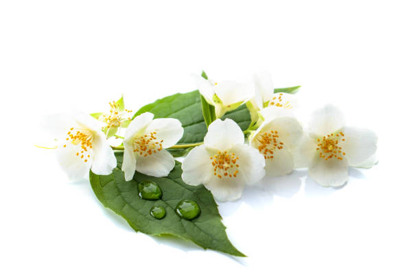 istock Branch of blooming jasmine on white background. 969653372