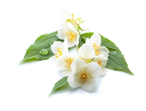 istock Branch of blooming jasmine on white background. 969653378