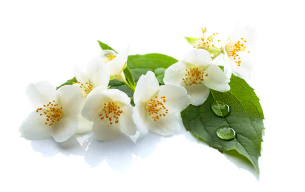 istock Branch of blooming jasmine on white background. 969653408