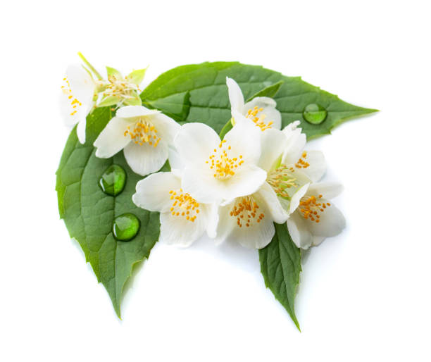 istock Branch of blooming jasmine on white background. 969653410