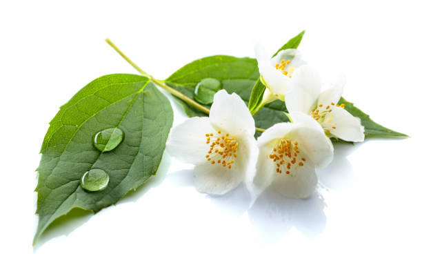 istock Branch of blooming jasmine on white background. 969653440