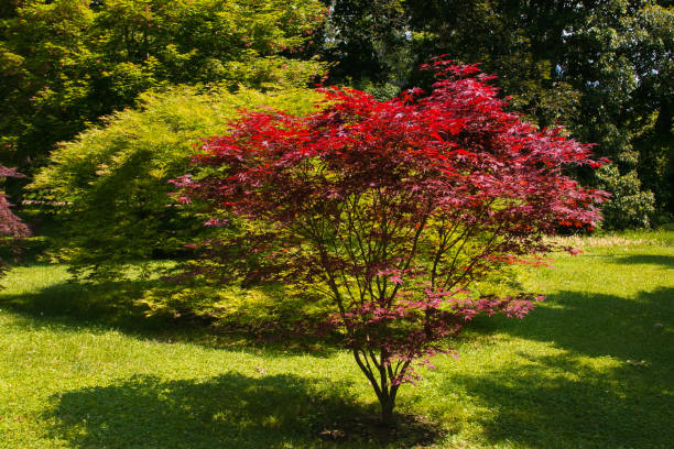 acer palmatum, powszechnie znany jako klon palmate w ogrodzie - tree isolated maple tree green zdjęcia i obrazy z banku zdjęć