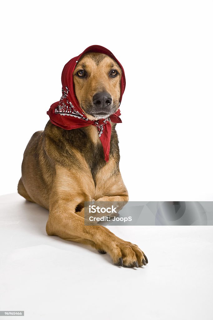 Dog as Wolf disguised like Little Red Riding Hood  Animal Stock Photo