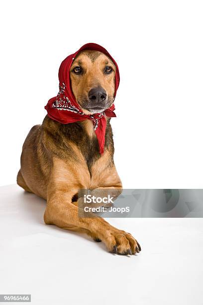 Dog As Wolf Disguised Like Little Red Riding Hood Stock Photo - Download Image Now - Animal, Animal Head, Animal Nose