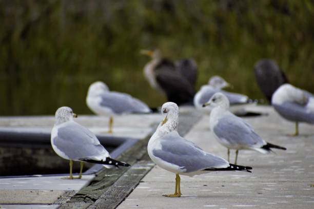 Some Waterbirds Stand on the Dock.