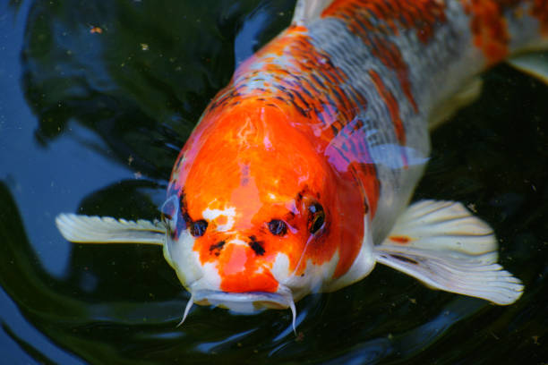 istock goldfish floating in the water 969660514