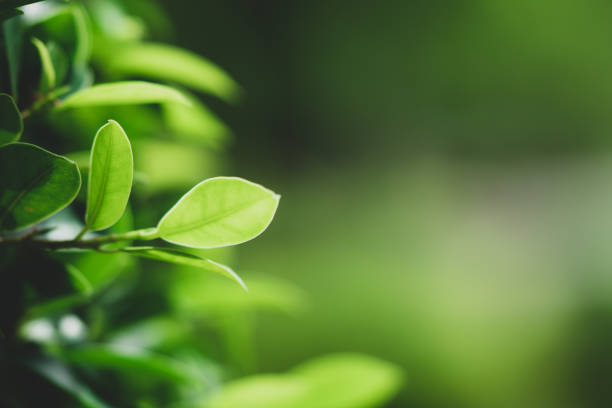 istock Closeup nature view of green leaf 969662182