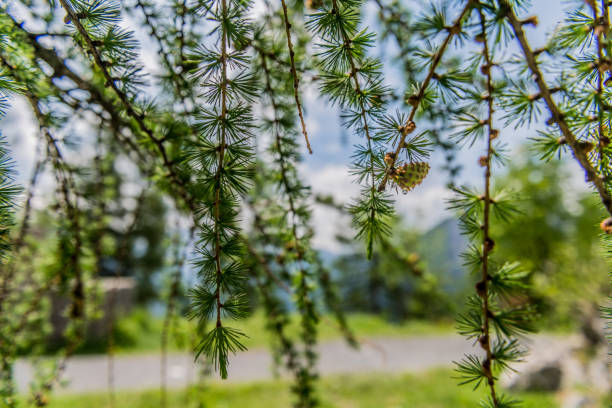 Spruce tips in Alps Close up. Alps, Europe. All logos removed. Nikon.