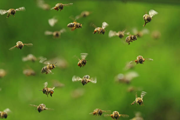 vista frontale di api da miele volanti in uno sciame su bukeh verde - sciame di insetti foto e immagini stock