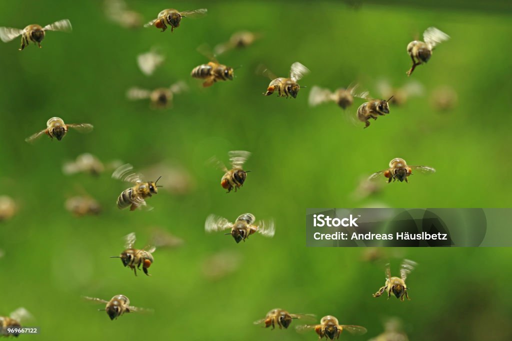front view of flying honey bees in a swarm on green bukeh front view of flying honey bees in a swarm on green bukeh. Swarm of Insects Stock Photo