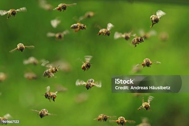 Front View Of Flying Honey Bees In A Swarm On Green Bukeh Stock Photo - Download Image Now