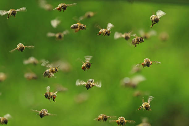 widok z przodu latających pszczół miodnych w roju na zielonym bukeh - swarm of bees zdjęcia i obrazy z banku zdjęć
