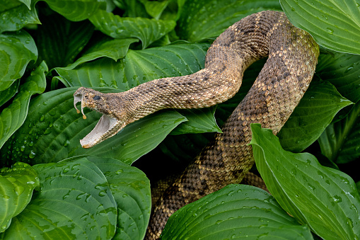 close up of rattlesnake in hosta plants with raindrops