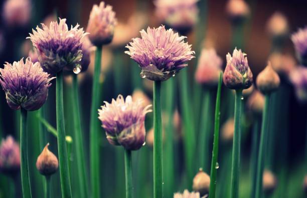 istock Blooming chive in the garden. 969670876