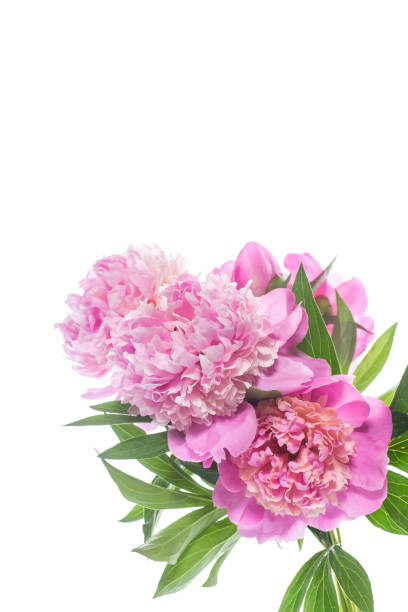istock bouquet of blooming peonies 969675182