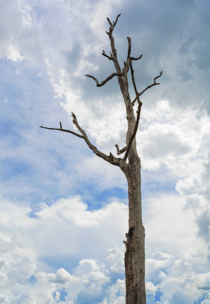 istock Lonely dry tree against the blue sky 969679996