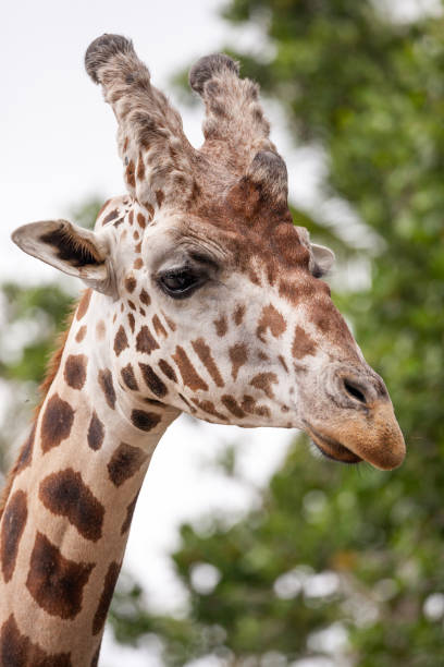 istock Reticulated giraffe Giraffa camelopardalis reticulata 969680208