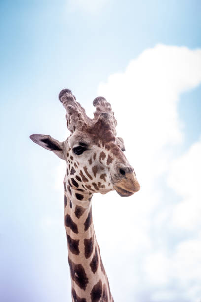 girafa reticulada giraffa camelopardalis reticulata - reticulated - fotografias e filmes do acervo